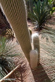 Jardin Majorelle